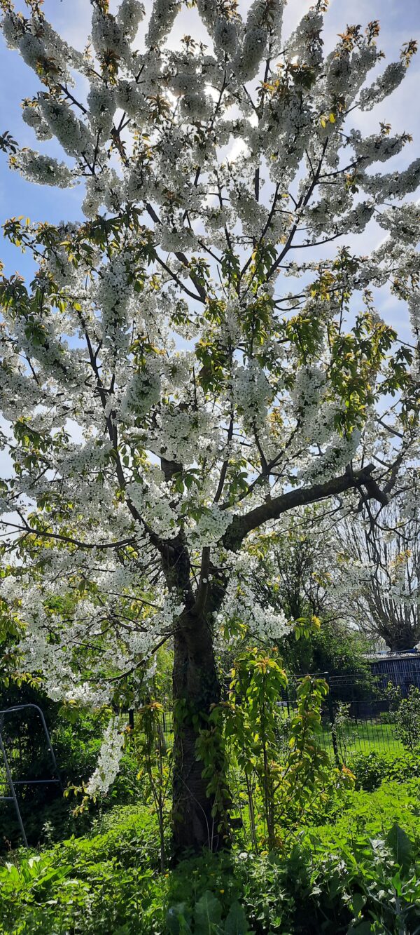 Cerisier en fleur Othée 2023 au jardin du manchot
