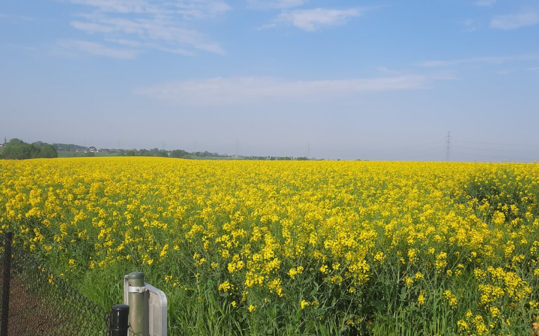 La nouvelle récolte du miel de printemps : un délice issu d’une saison exigeante, mai 2023