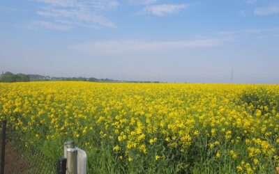 La nouvelle récolte du miel de printemps : un délice issu d’une saison exigeante, mai 2023