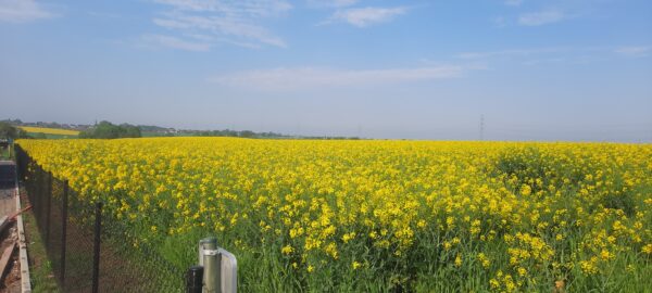 Champ de colza Othée miel de printemps 2023