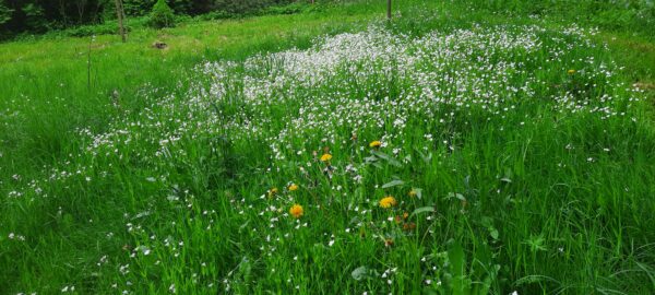 Miel printemps: Vieuxville (Belgique) – Image 4