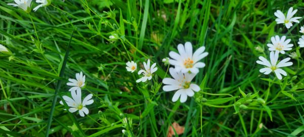Miel printemps: Vieuxville (Belgique) – Image 5