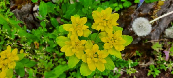 Euphorbie polichroma purpourea jardi du manchot vieuxville