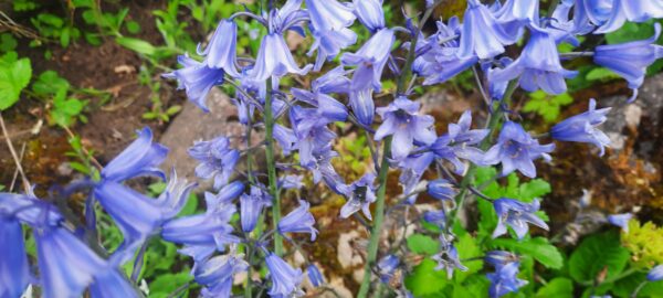 plante printanière située sur le rucher du jardin du manchot, vieuxville