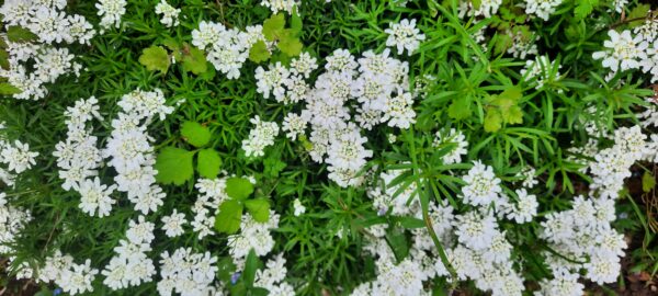 plante mellifère printanière, ibéris rucher du jardin du manchot situé à Vieuxville