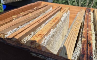 Le miel des Marnières : un trésor naturel récolté entre Othée et Villers-l’Évêque, au cœur d’un paysage préservé et fragile à sauvegarder